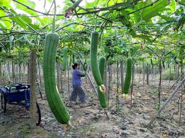 秋葵视频丝瓜视频：关于它们的详细介绍与独特之处